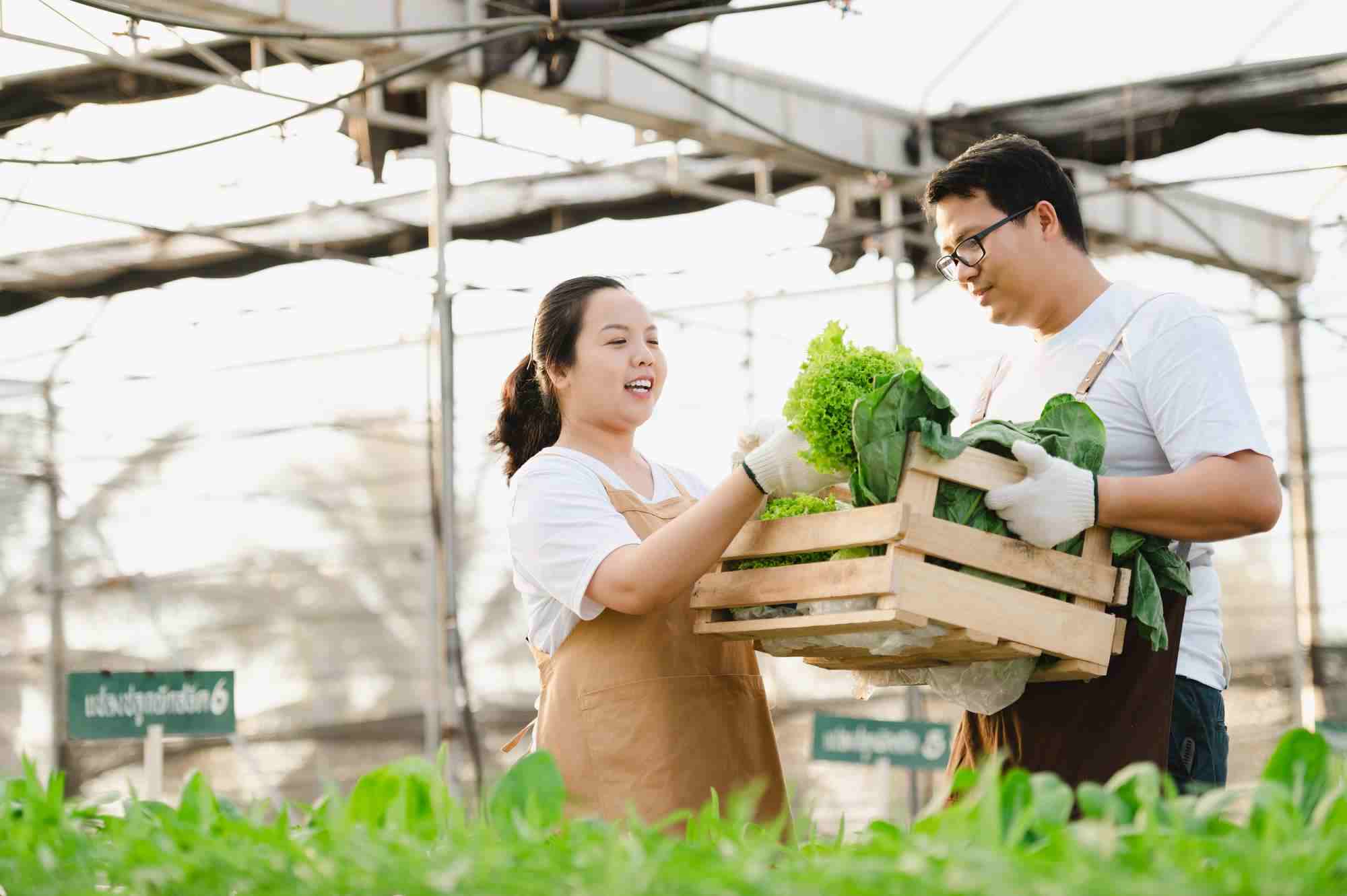ชุดทดลองปลูกผักไฮโดรโปนิกส์