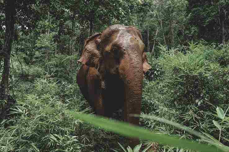 Ethical Elephant Sanctuary in Chiang Mai